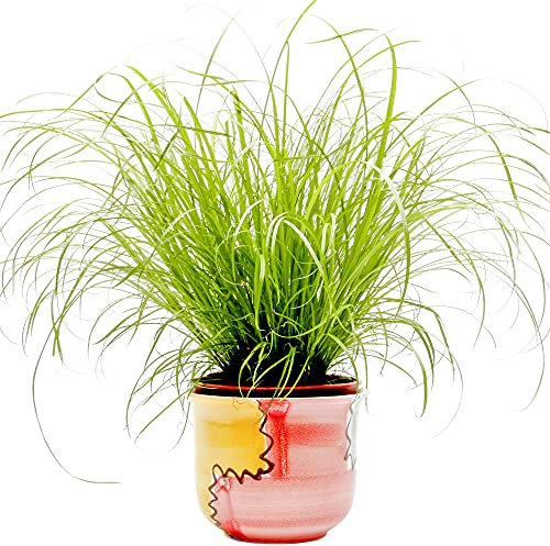 Cyperus Zumula - Cat Grass | Ideal Digestive Support for Cats | 20-30cm Potted