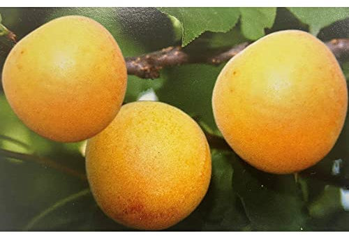 Pianta vera di Albicocco Reale d'Imola - Diametro Vaso Ø 20 cm