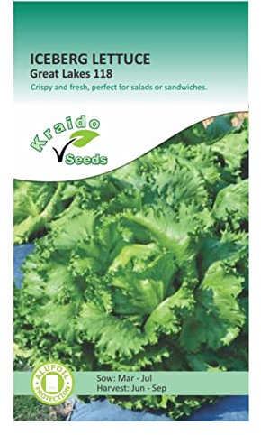 Iceberg Lettuce Great Lakes 118 Lactuca Sativa 700 Seeds Grow Your Own Vegetables Perfect for Outdoor Growing in Raised Beds or in Large Pots and Containers