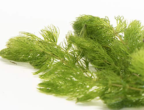 PondPlantsUK Floating Plants 2 Large Bunches Hornwort Fast Growing Aquarium Plant x 10 Strands