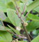 männliche Kiwi Male 100-125cm - Actinidia chinensis