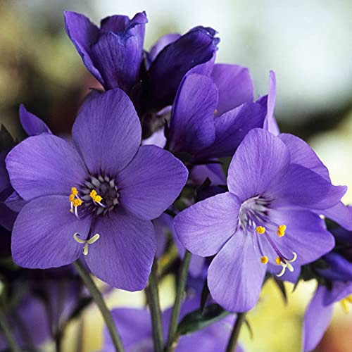 Polemonium Bressingham Purple Jacobs Ladder Upright Perennial Garden Shrub (30-40cm Incl. Pot)