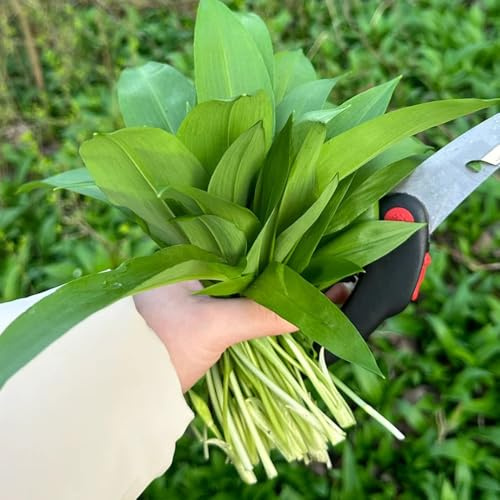semillas de ajo silvestre organicas - resistentes jardín interior Cama elevada perennes 50pcs