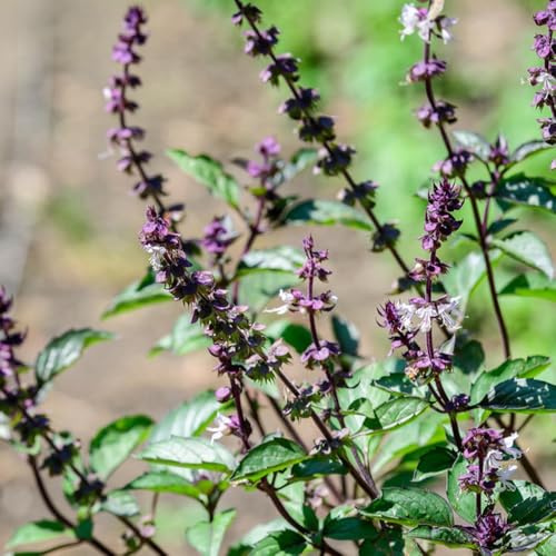 semillas de albahaca perenne resistente, (Ocimum basilicum) para balcón variedades antiguas Jardín 1500pcs