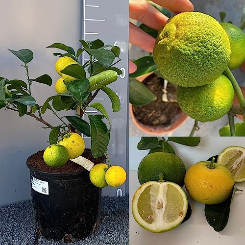 SAVINI VIVAI Planta de cedro Citrus Pompia, árbol de cítricos en maceta de 20 cm altura 70 cm 2-3 años de injerto, fabricado en Italia