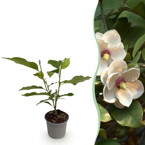Magnolia sieboldii - Blomma Vit-Röd - Lövfällande - Låg skötsel - 30cm - Ø12cm - Trädgårdsväxt