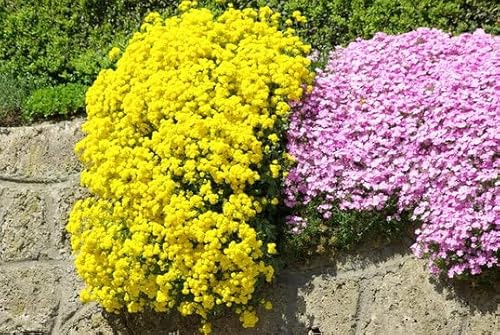 500 Semi Di Aubrieta timo strisciante, Seme Aubretia fiori Perenni per Giardino Roccioso, crescione giallo, Resistenti al Freddo, Aubrieta seeds