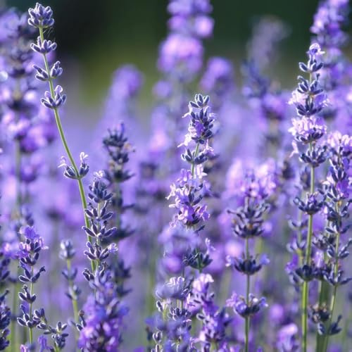 semi di lavanda biologici - esterno giardino resistenti 55pcs