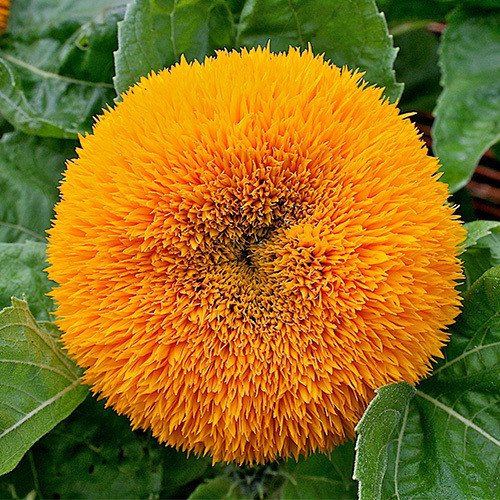 Plant World Seeds - Sunflower 'Teddy Bear' Seeds (Annual Flower Seeds)