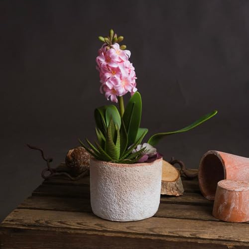 Bulbos De Jacinto,Perenne Resistente, Flores Fragantes,Planta Bulbosa, Jacinto,Fragante, DecoracióN De Habitaciones，JardíN, Jacintos Bulbos-5bulbos-B