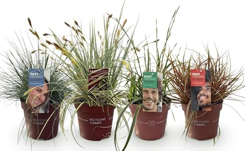 Set di erba ornamentale – 4 piante – verde pervinca – poca manutenzione – vaso 17 cm altezza 50 cm