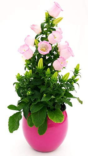 POWERS TO FLOWERS - CAMPANULA APPEAL ROSA IN VASO CERAMICA SFERICO, pianta vera