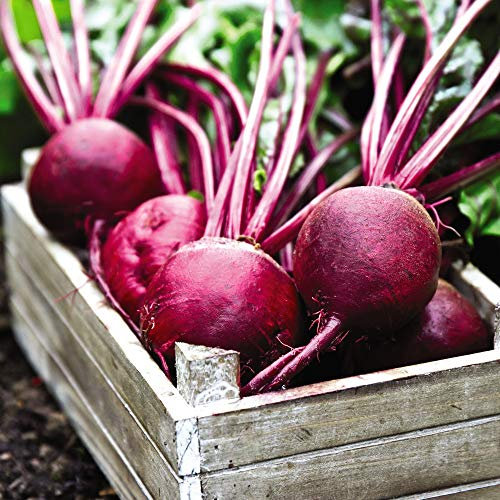 Beetroot Seeds 'Rubidus' (Globe) Beta vulgaris Hardy Annual Vegetable Garden Plants Easy to Grow Your Own 1 Packet of 200 Seeds by Thompson and Morgan