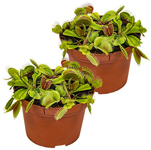 Bloomique - Lot de 2 - Dionaea Muscipula - Dionée Attrape-Mouche - Plante Carnivore - Plantes d’intérieur - 10-15 cm de Haut - Pot 12 cm