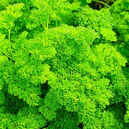 semi di prezzemolo resistente - giardino roccioso 1000pcs