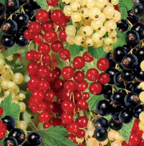 Currant Trio on Braided Stem, Red, Black & White Varieties, High Yield, Hardy & Disease Resistant, 1X 24cm Pot by Thompson and Morgan