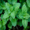 Semillas de menta verde (50 unidades)
