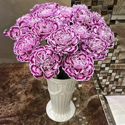 semi di garofano perenni resistenti - primaverili giardino biologici 250pcs