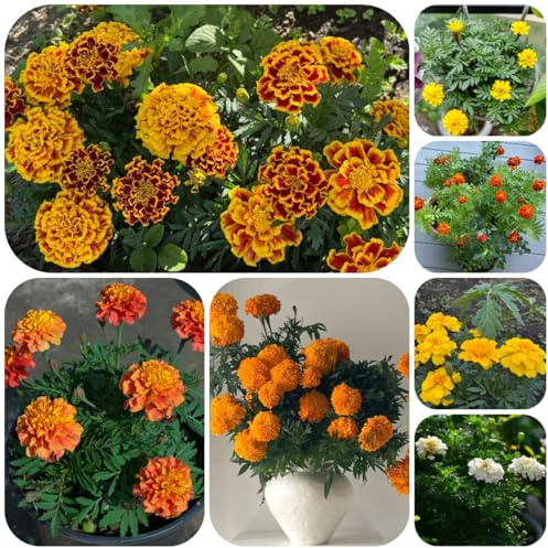 semillas de caléndula, Tagetes erecta, Decoración de jardín para exteriores cortadas jardín rocas exterior resistentes otoño 700pcs