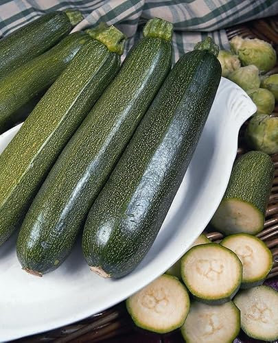 Buy4seeds Vegetable Courgette Green Bush 25 Seeds Zucchini Marrow Easy for Grow Garden