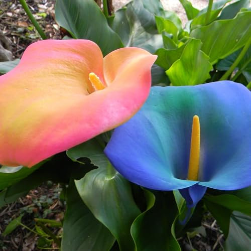 Calla Lily Bulbs for Planting Now UK Ornamental Perennial Excellent Display Plant Bulbs Greening Flower Good for Containers Natural Organic Easy Plant-4bulbs-G