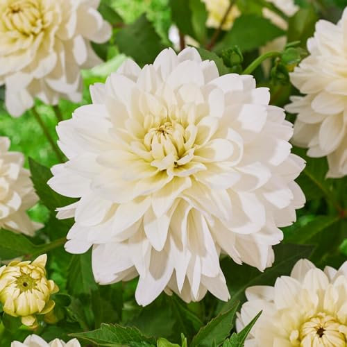 Dahlia Collection de tubercules blancs décoratifs, 5 variétés de bulbes de dahlia mélange de Hollande, vraies grandes plantes de dahlia pour le jardin et les pots (pas de graines, pas artificiel)