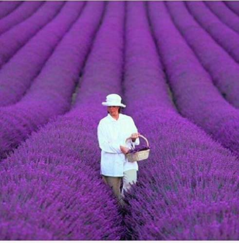 Graines de lavande de Provence Express: PAQUET DE 100 GRAINES