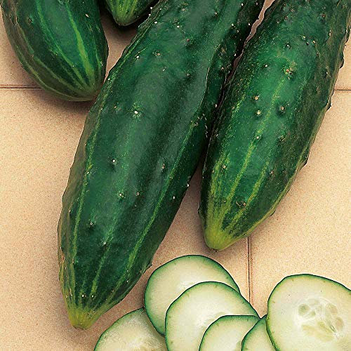 Suttons Cucumber Seeds - F1 Burpless Tasty Green, Vegetable Seed, Approx. 20 Seeds per Pack, Grow Your own, Ideal for Containers and Greenhouses