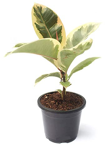 Ficus Tineke Planta Pequeña Ficus Robusta de Dos Colores