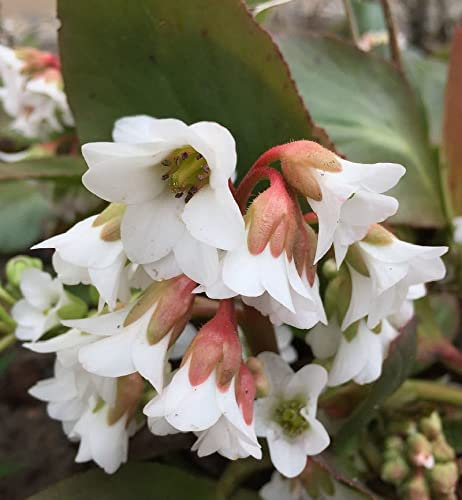 Bergenie Bressingham White - Bergenia cordifolia