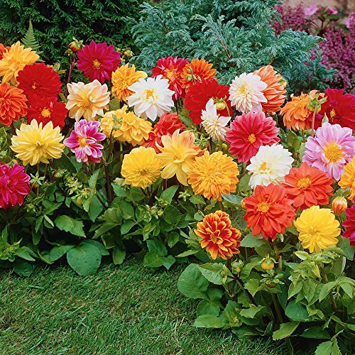 3 x Dahlia Border Mixed – Loads of Eye Catching, Cheerful Blooms – to Your Borders, Beddings, Containers - for Your Beautiful Garden
