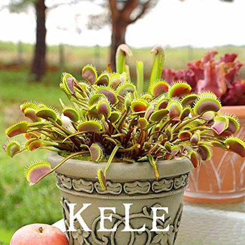 Neue Halbfrische! Große Venusfliegenfalle-Samen, 300 Samen/Packung, semi-insettivori-Bonsai