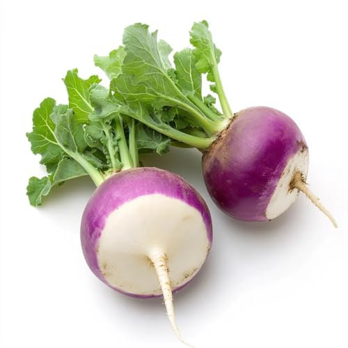 300 Semi di Rapa Rotondo di Nancy - SemiSelvaggio Permacultura