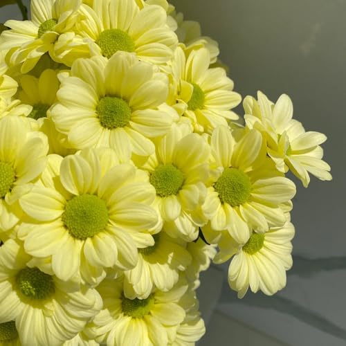 semi di margherita - giardino resistenti balcone 600pcs