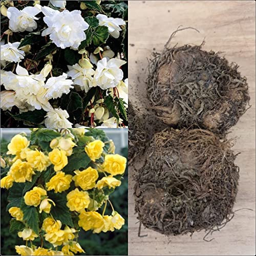 Begonia Pendula Yellow and White Mix x 6 Tubers/Corms/Bulbs - Hanging Basket Mix