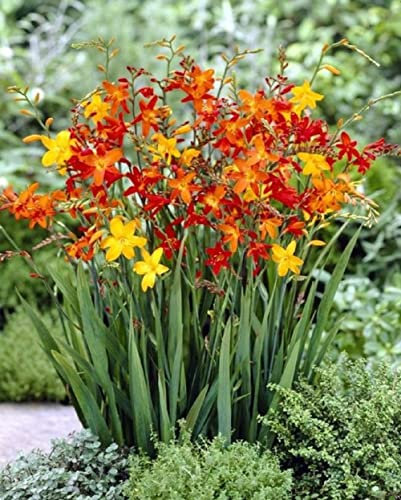Lot de 10 Bulbes Crocosmia melange à petites fleurs - calibre 5/6 - La Main Verte