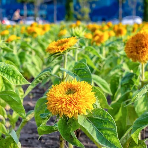 semillas girasoles cortadas jardín interior perennes resistentes, larga verano interior jardín decoración perennes 250pcs