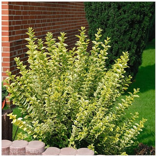Stauden Gänge 100 x Ligustrum ovalifolium 'Aureum' Goldliguster winterhart