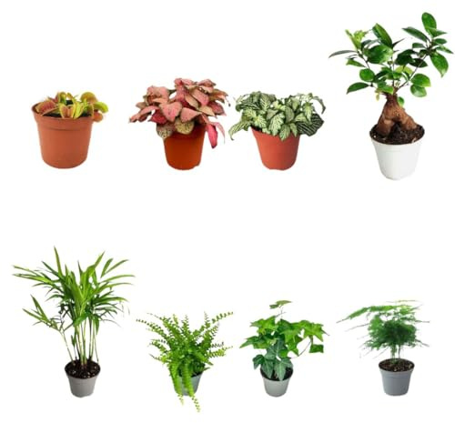 I GIARDINI DI GIULIA - Set di 8 Piante Tropicali vere per Terrarium - Mini Giardini Verdi Esotici - Ideale per Decorazioni e realizzazione di terrari (FITTONIA ROSA)