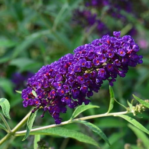 Pianta vera di Buddleja davidii Royal Red - Diametro Vaso Ø 17 cm