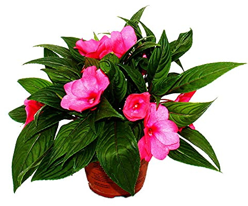 Edel-liescher – Impatiens Nya Guinea – 12 cm kruka – set med 3 växter – lila
