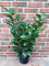 10 Kirschlorbeer Pflanzen, Prunus Novita, Höhe: 60-70 cm ab Topfoberkante