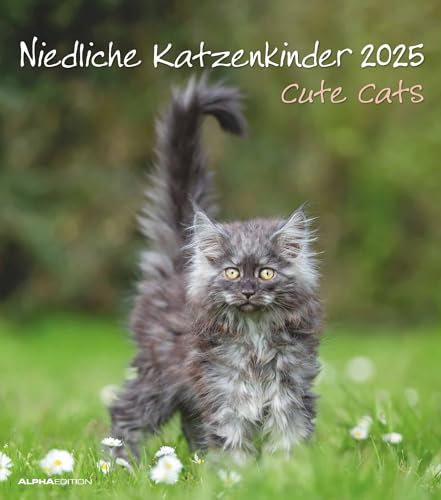 Alpha Edition - Niedliche Katzenkinder 2025 Bildkalender, 30x34cm, Kalender mit niedlichen Katzenkinder-Motiven, Mondphasen, Kalenderwochen, Feiertage DE/AT/CH, internationales Kalendarium: Cute Cats