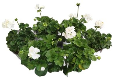 Geranio Blanco Pack 6 Plantas Naturales con Flores de Color Blanco
