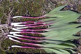 Aamish 20pcs graines d'oignon de poireau sauvage