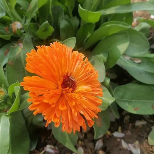 semi di calendula biologici, calendula, resistenti all'esterno Balcone, resistenti, balcone 125pcs