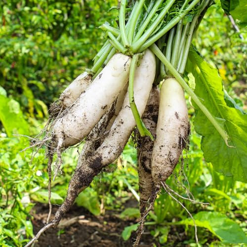 PREMIER SEEDS DIRECT - Radish (Japanese) - MOOLI MINOWASE - 500 Seeds (Organic)