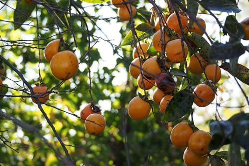 Kakipflaume Diospyros kaki Pflanze 25-30cm Kaki Kakibaum Götterfrucht Rarität