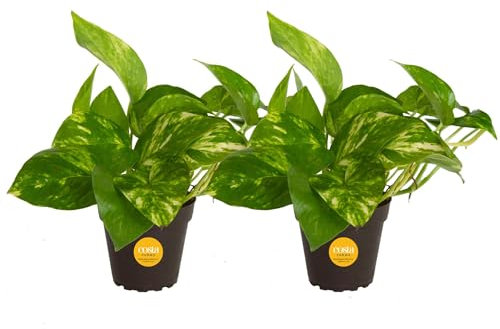Costa Farms Devil's Ivy, Golden Pothos, Epipremnum, Very Easy to Grow, Black, 4-Inch, Grower Pot, 2-Pack