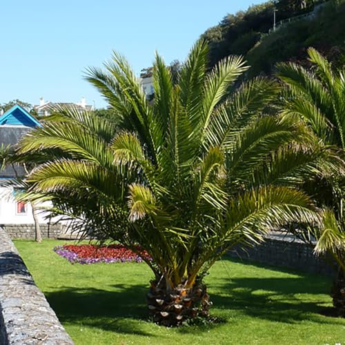 YouGarden Pair of Phoenix Palm Trees, 55-75cm Tall in 14cm Pots, Exotic Patio Plants Perfect for Gardens or Patios, Tropical Hardy Outdoor Plants, Garden Ready Mediterranean Palm Trees